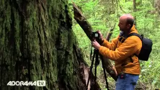 Travel Photos in the Redwoods: Exploring Photography with Mark Wallace: Adorama Photography TV