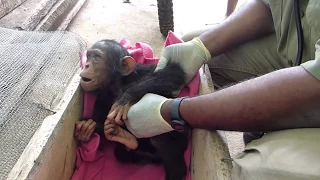 Limbe Wildlife Centre-Rescue of an infant chimpanzee victim of poaching and illegal trade