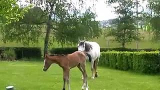 Baby Horse Wipe-Out