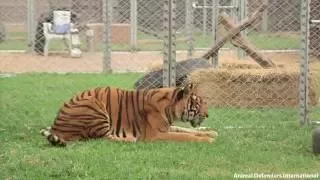 Freedom for Hoover the tiger after life spent in circus cage