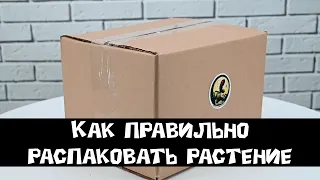 Как правильно распаковать растение?