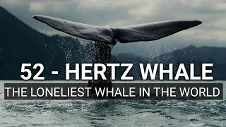 THE 52 HERTZ WHALE THE LONELIEST WHALE IN THE WORLD