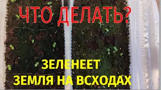 Зеленеет земля на всходах. Что делать?