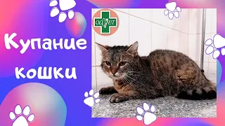 Купание кошки OLVET Днепр