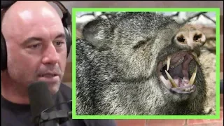 Joe Rogan on Javelinas