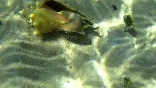 Conch Jumping Around