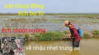 miền tây nhiều cao thủ xiệt chuột đồng ếch bự quá hay, nướng ếch chuột nhậu cùng anh em