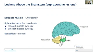 Neural Pathways in Micturition - EMPIRE Urology Lecture Series