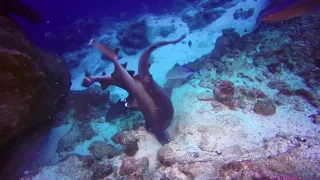 white tip reef sharks mating