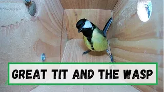 Who Will Win the Fight? - Great Tit and The Wasp
