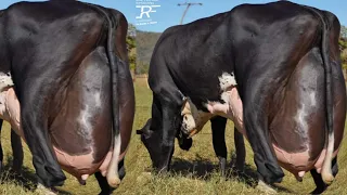 World Highest Milking 127Kg Milk Girlando Cow Vs Jersey Cow Breed 70Kg Milk