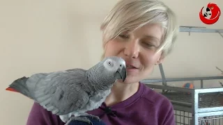 Zara the Talking Parrot - The Chatter of the Year 2016