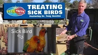 Treating Sick Birds