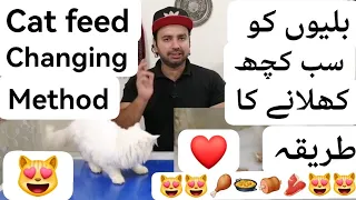 How to train your cat to eat everything / Method to give different foods to your cats /Urdu/Hindi