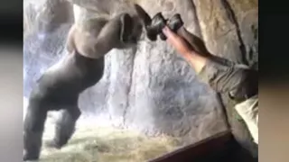 Watch Gorilla Mimic His Caretaker's Handstands