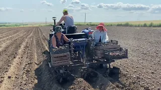 Садим картошку под трактор с помощью картофелесажалки