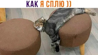 КАК Я СПЛЮ ))) Приколы с котами | Мемозг 1153