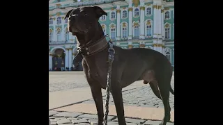 Прощай Мой Роша