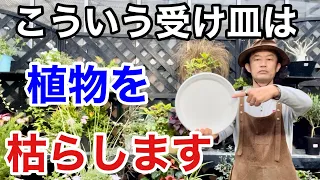 【みんな知らない】植物を枯らさない受け皿教えます　　　【カーメン君】【園芸】【ガーデニング】【初心者】