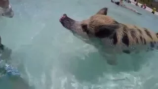 EXUMA, BAHAMAS  Swimming with the Pigs