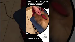 Dama w Spa. Czyli kąpiel i pielęgnacja psa rasy Szpic Miniaturowy Pomeranian.