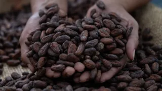 Why Cocoa Prices Are Breaking Records