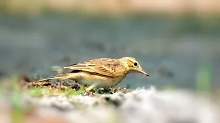 A Paddyfield Birds Make You Curious