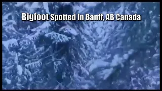 Bigfoot Spotted in National Parks of Banff, AB Canada