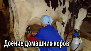 Доение домашних коров