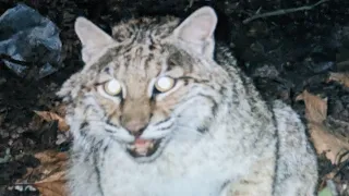 A Further Look at Bobcat Trapping. #trapping #trapper #wildlifemanagement