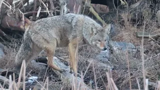 Coyotes are searching for foods in the marsh area (코요테들이 습지에서 먹이를 찾습니다)