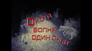 Охота волка одиночки. Короткие истории о животных. Lone Wolf Hunting. 獨狼狩獵. (Yandex translate)