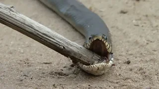 Метр в длину и зубастая пасть: в Тамбовском районе грибники опасаются необычных змей