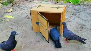 Best Cardboard Bird Trap | New Technique To Make Pigeon Trap With Cardboard Box