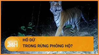 Xuất hiện hổ trong rừng phòng hộ?| Toàn cảnh 24h