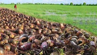 Wow  OMG unique! Catch a lots of snails & crab on the road in flooding at field by hand a fisherman