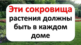 Эти сокровища растения должны быть в каждом доме для привлечения денег, для защиты от любого зла