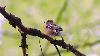 Common Chaffinch singing.Cinteza .Fringilla coelebs