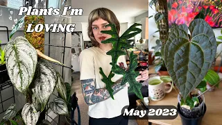 philodendron brandtianum sizing up, cracking the code on my calathea, + more! 🩵 May Favourites 🩵