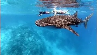 Whale shark trip maldives