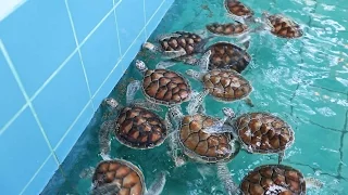 Phuket: Sea Turtle Conservation Project