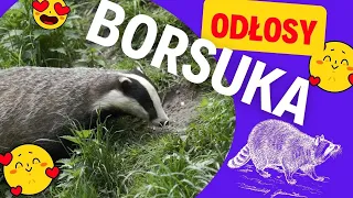 Odgłosy borsuka - jak wygląda borsuk borsuk na żywo borsuk na video - gonitwa za borsukiem