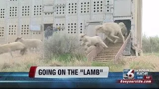 Sheep herds begin grazing in foothills