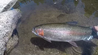 CATCH N' COOK: Rainbow Trout Edition