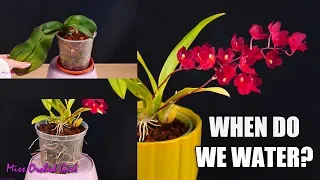 Orchid Seminar #2 - When do Orchids really need watering? | Drought adaptations & more!