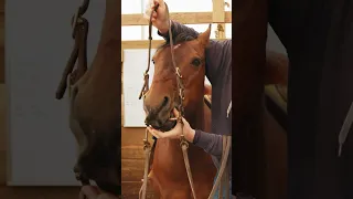 Best way to put a bit in a horse.