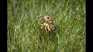 Trädpiplärka/Tree Pipit