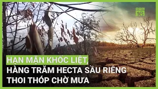 Hạn mặn lịch sử, hàng trăm hecta sầu riêng thoi thóp chờ mưa | VTC16