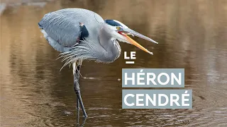 Le héron cendré