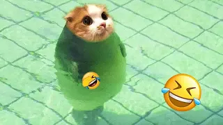 New Funny Animals 2024 🐶Funniest Dogs and Cats 😻👋